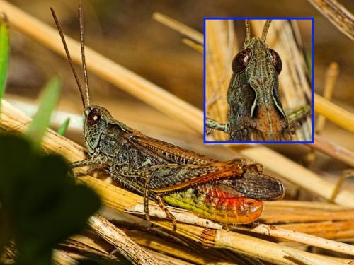 Réf. 347 733 : Chorthippus biguttulus biguttulus